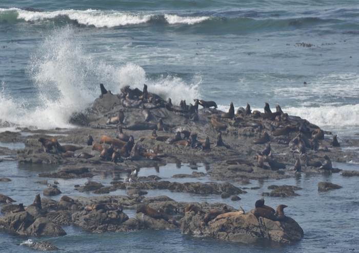 Shell Island, overloaded with seals and sea lions
